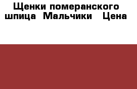 Щенки померанского шпица. Мальчики › Цена ­ 40 000 - Новосибирская обл., Новосибирск г. Животные и растения » Собаки   . Новосибирская обл.,Новосибирск г.